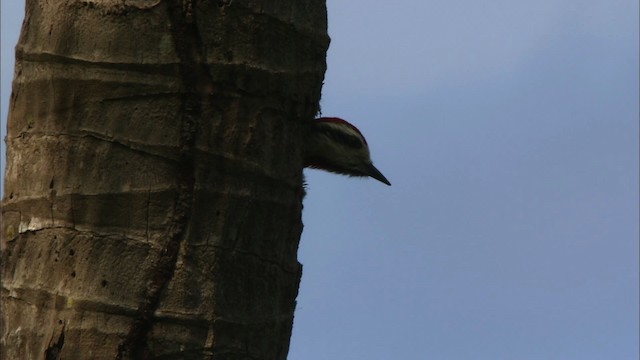 Cuban Green Woodpecker - ML439918