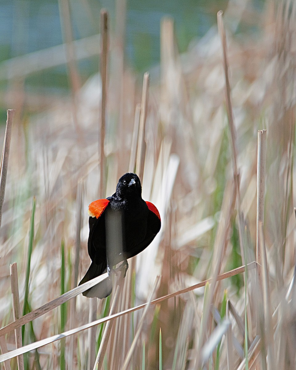 Red-winged Blackbird - ML439918201