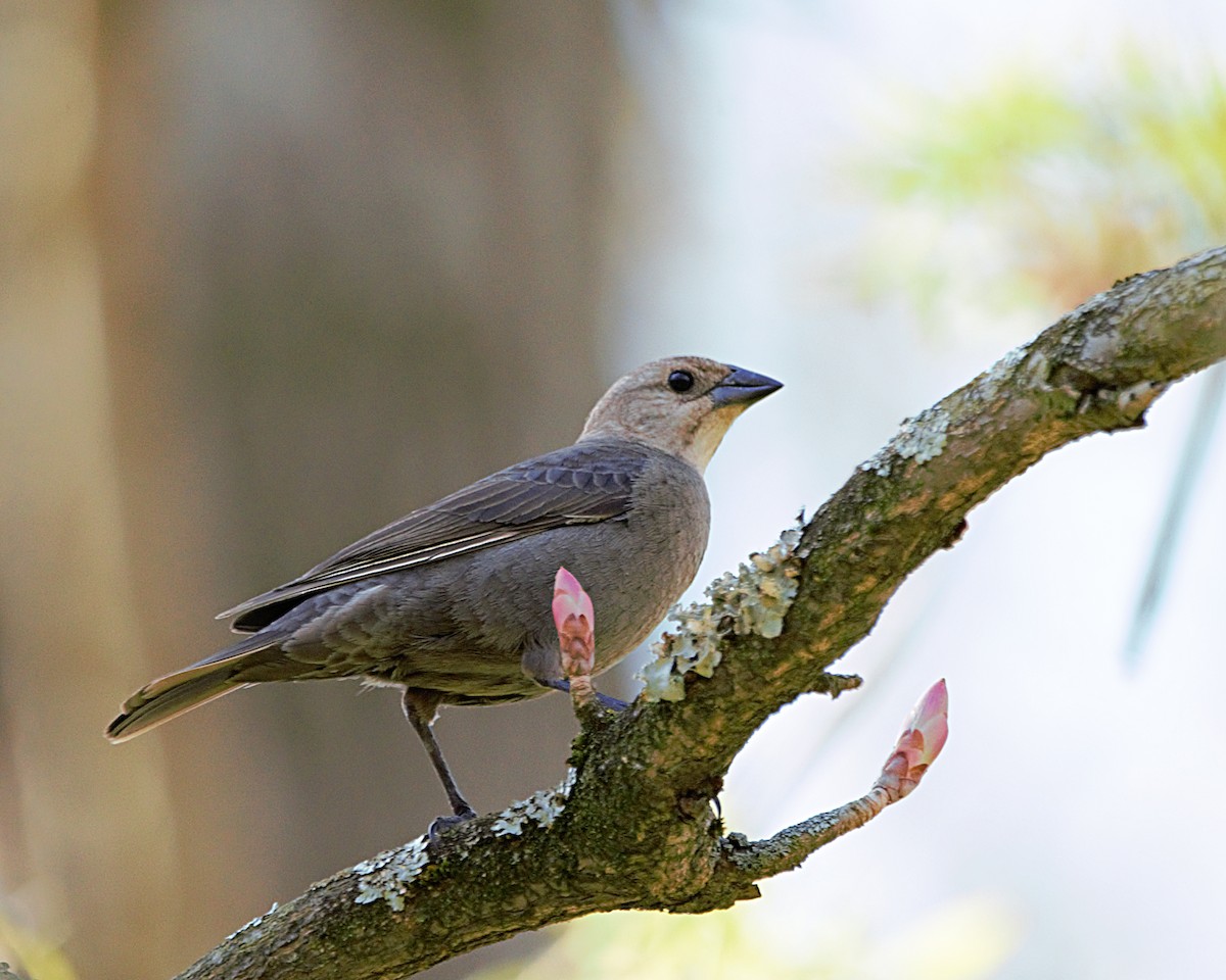 Brown-headed Cowbird - ML439918251