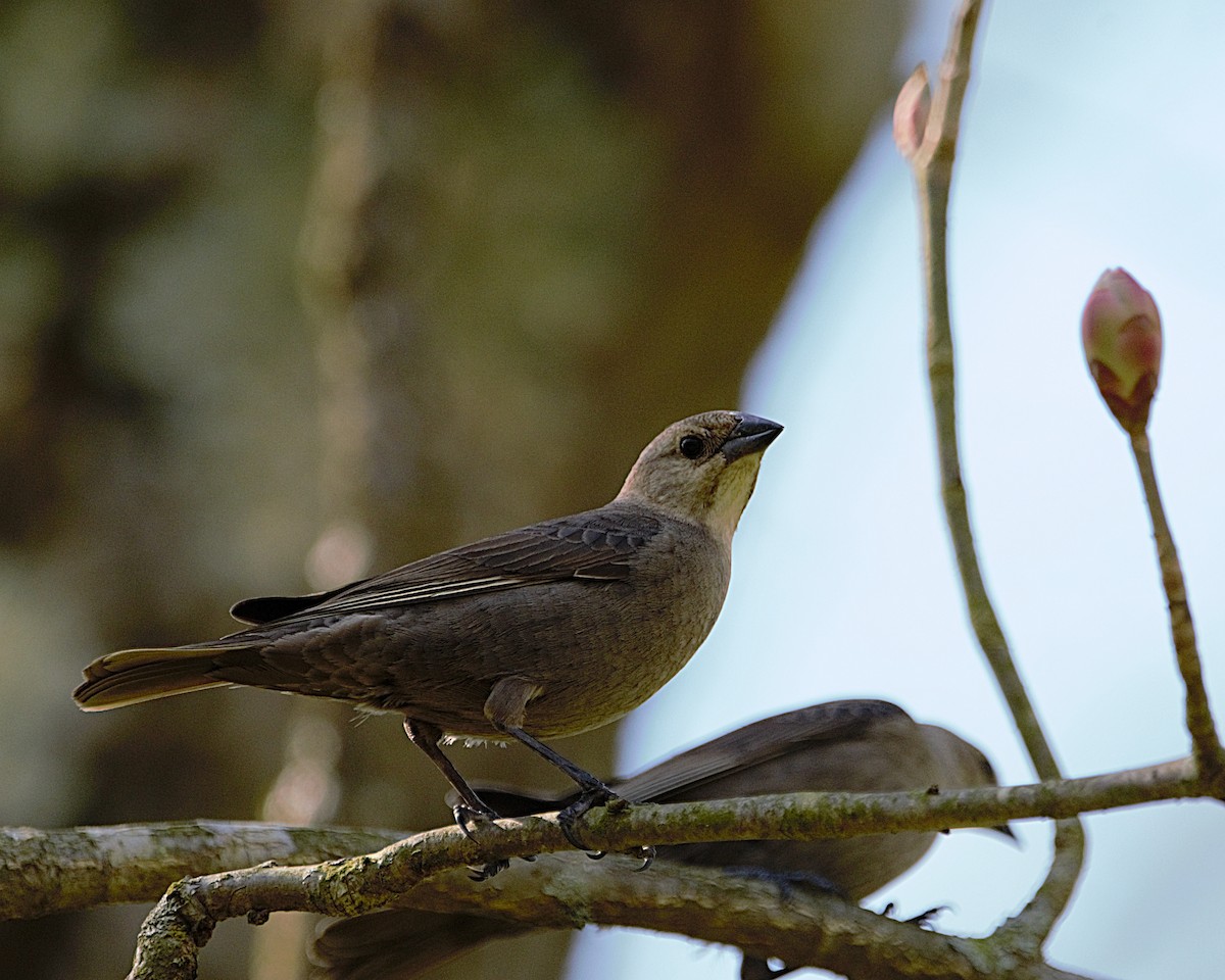 Brown-headed Cowbird - Aurelia Kucera