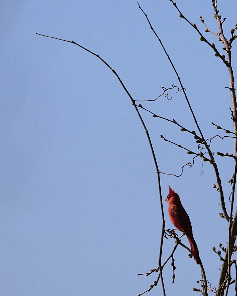 Cardinal rouge - ML439918341