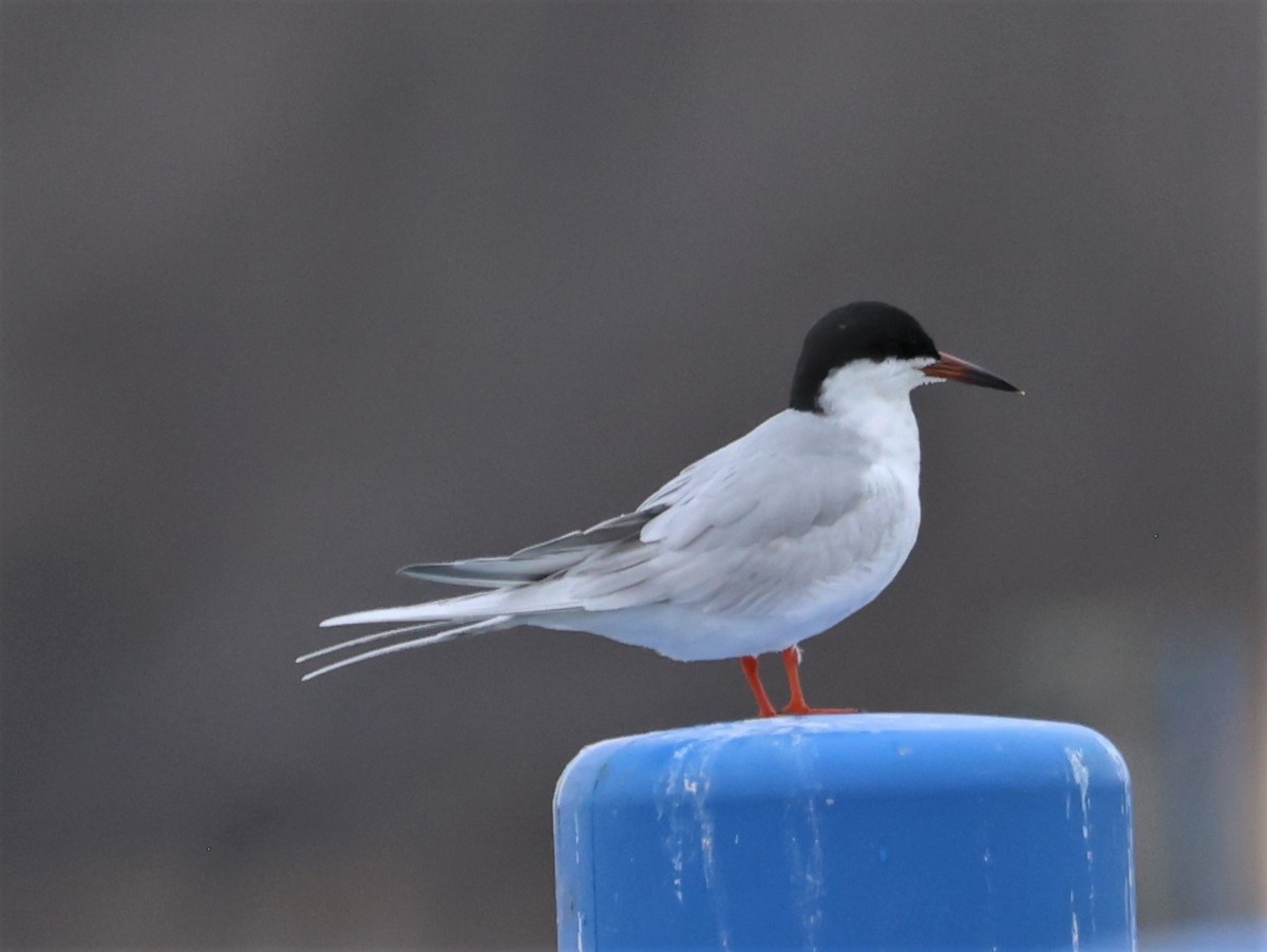 Forster's Tern - ML439918791