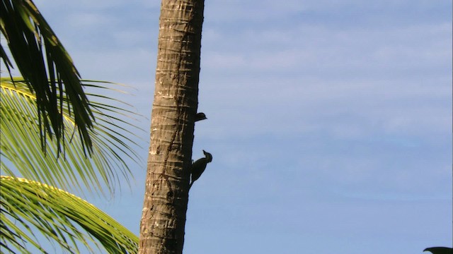 Cuban Green Woodpecker - ML439919