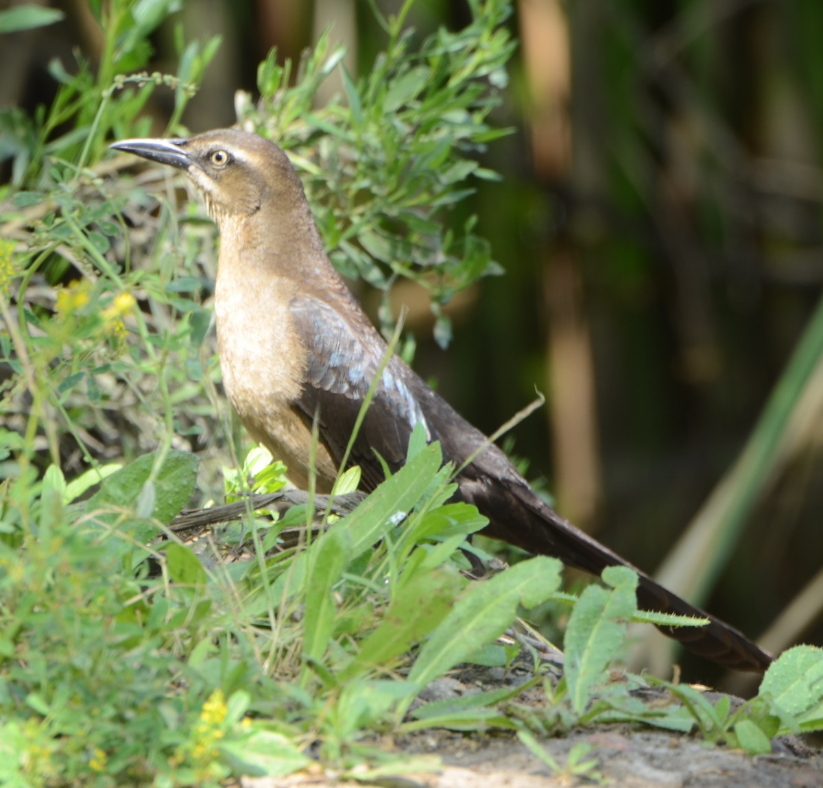 Great-tailed Grackle - ML439920091