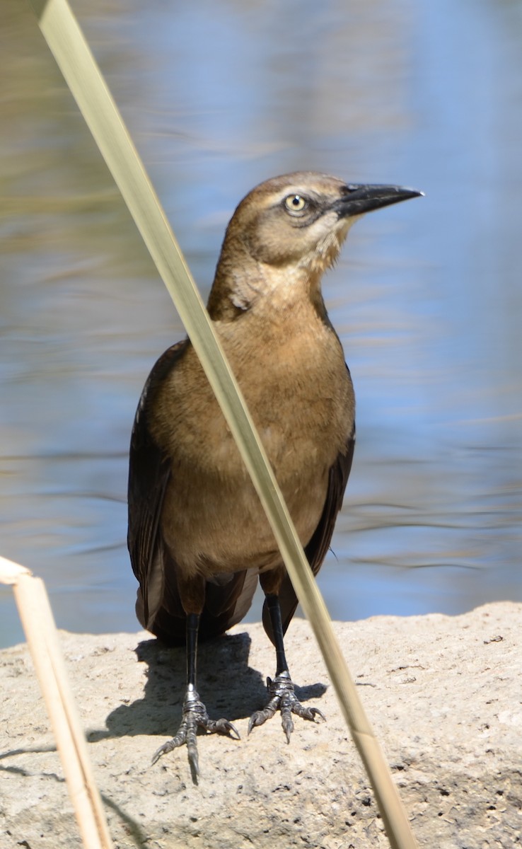 Great-tailed Grackle - ML439920221