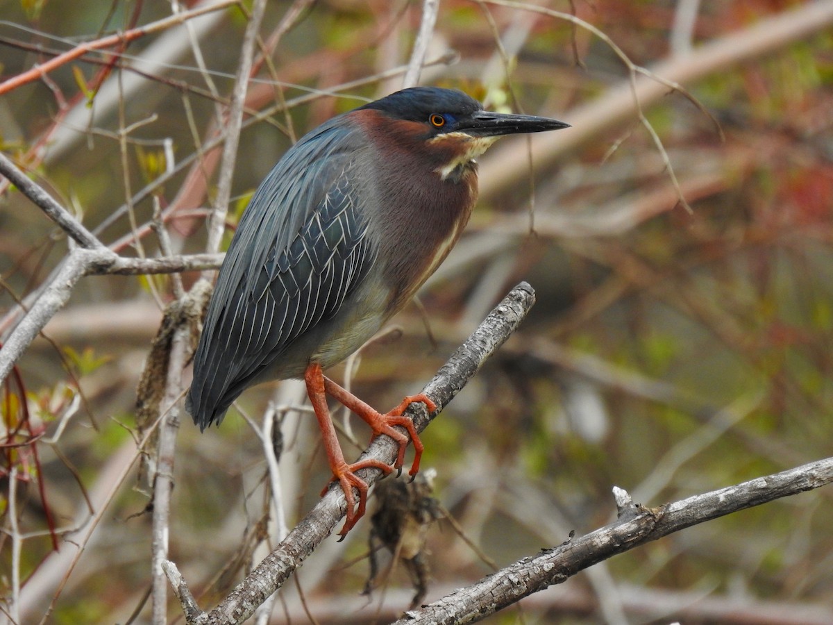 Garcilla Verde - ML439920371