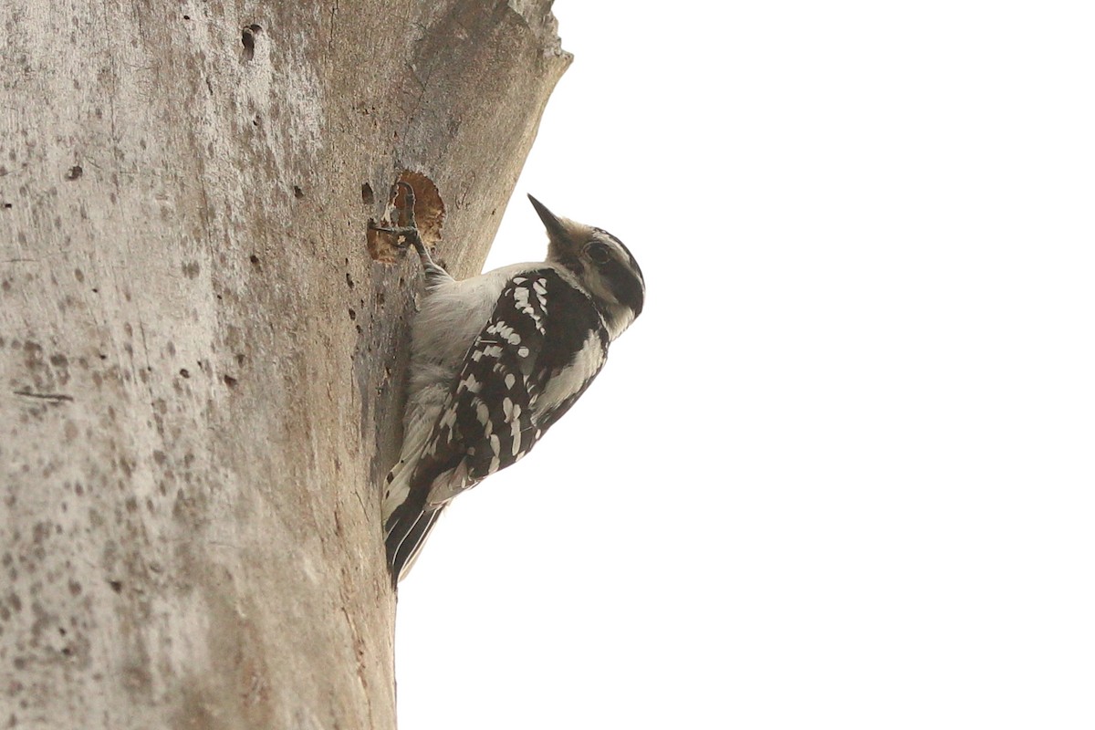 Downy Woodpecker - ML439920651