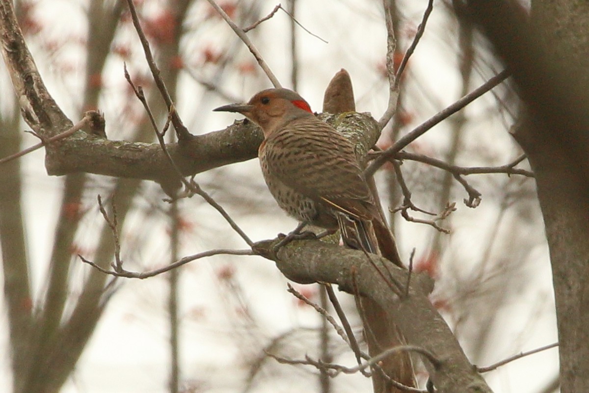 Northern Flicker - ML439920721