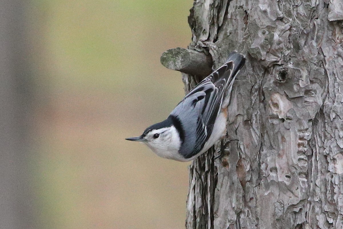 White-breasted Nuthatch - ML439920931