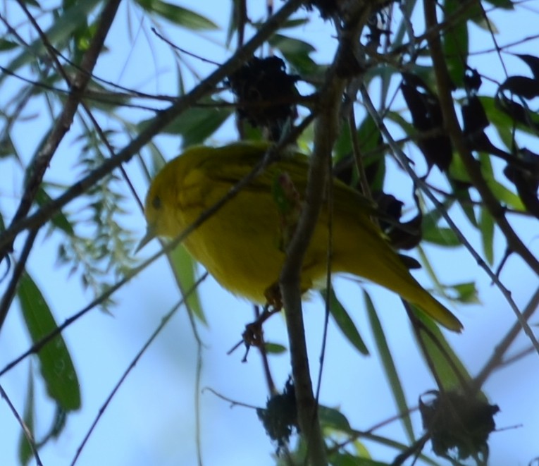 Paruline jaune - ML439920941