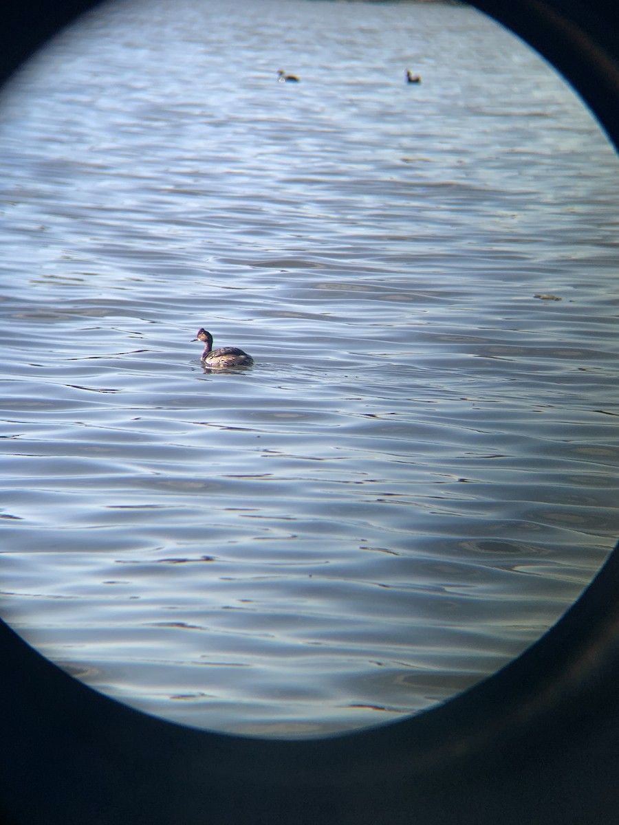 Eared Grebe - ML439920951