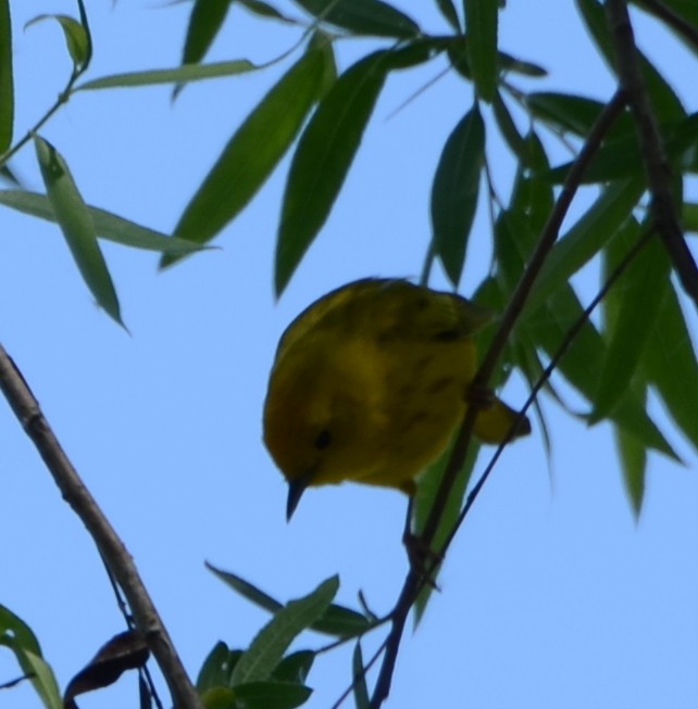 Paruline jaune - ML439920961