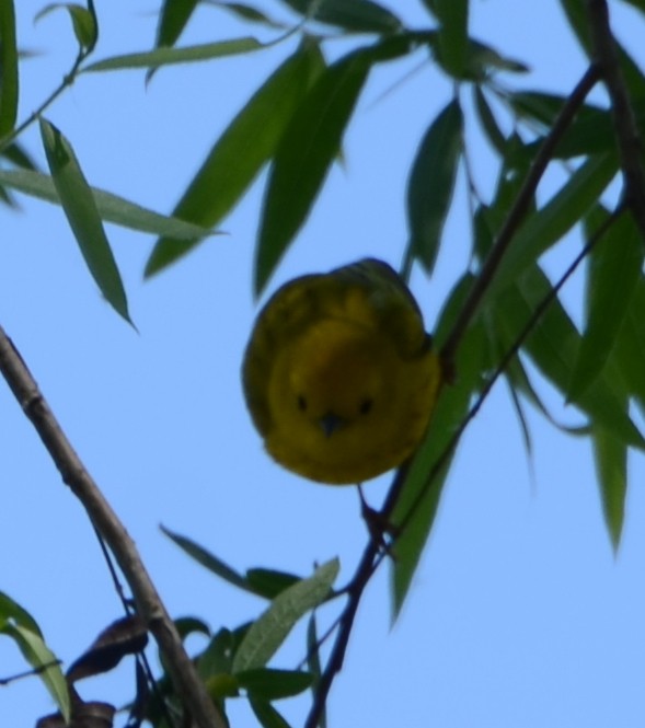 Paruline jaune - ML439920981