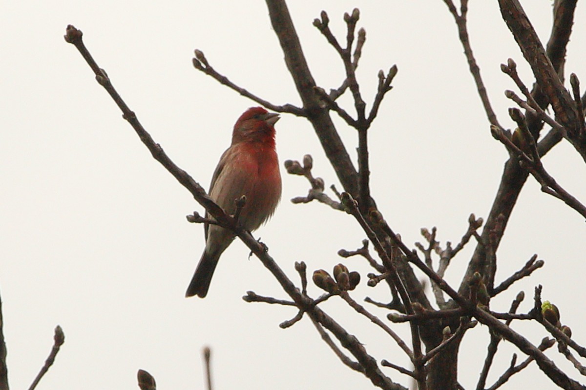 House Finch - ML439921191