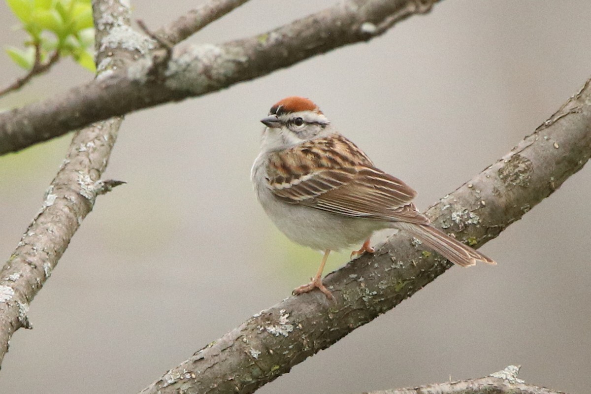 Chipping Sparrow - ML439921271