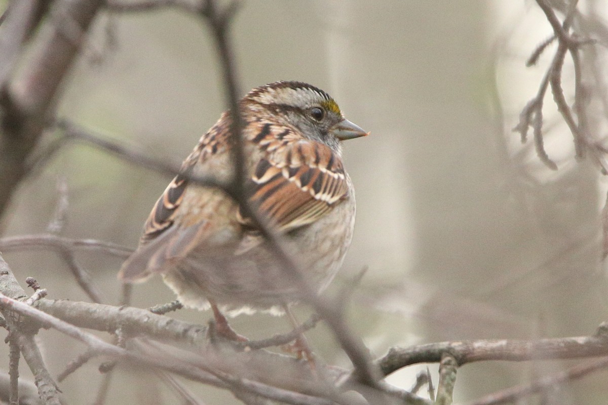 White-throated Sparrow - ML439921401