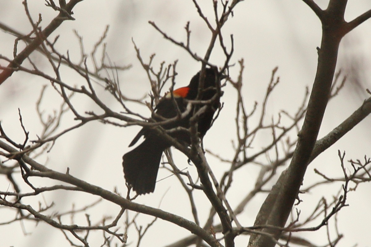 Red-winged Blackbird - ML439921471