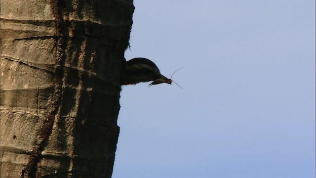 Cuban Green Woodpecker - ML439922