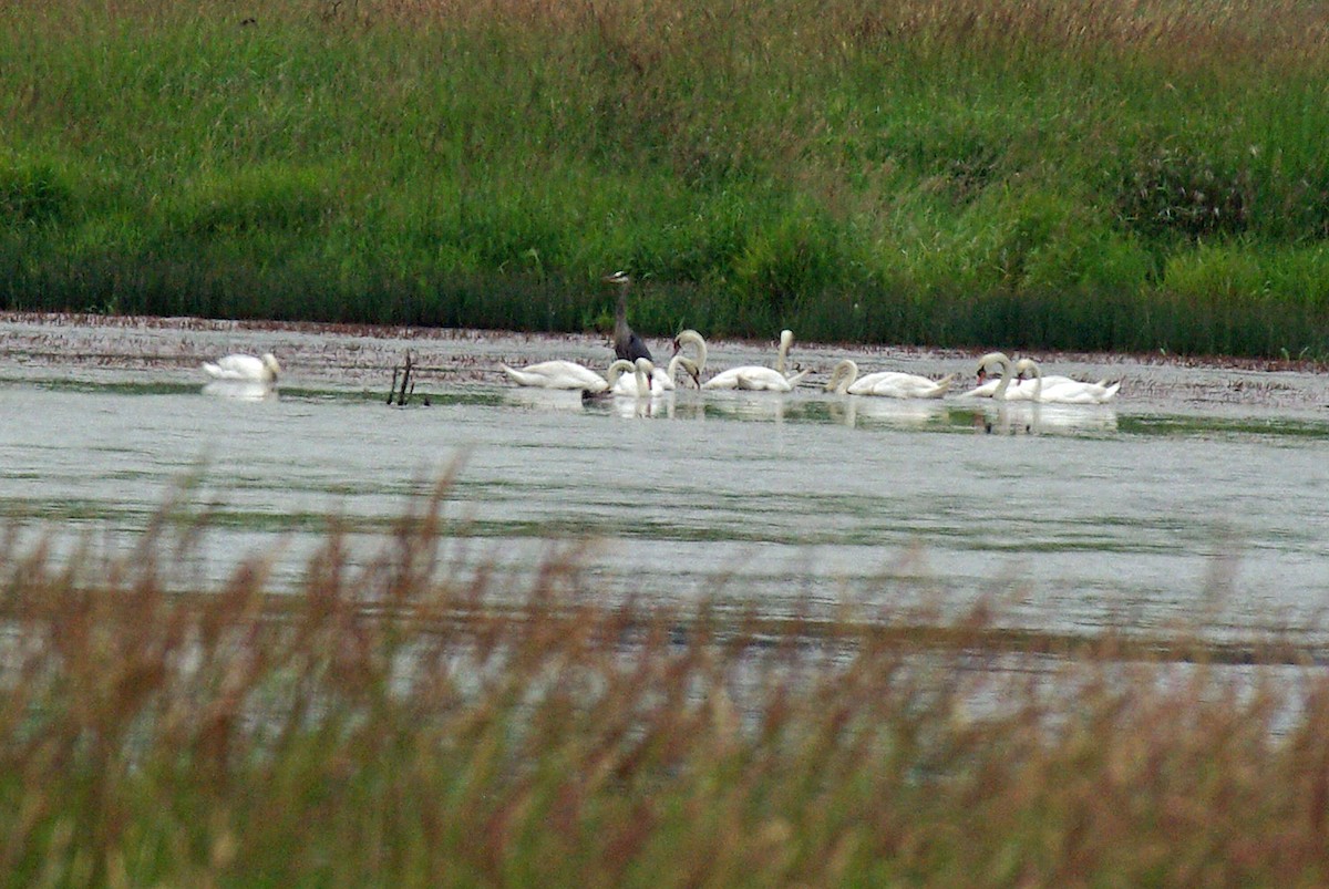 Cygne tuberculé - ML43992261