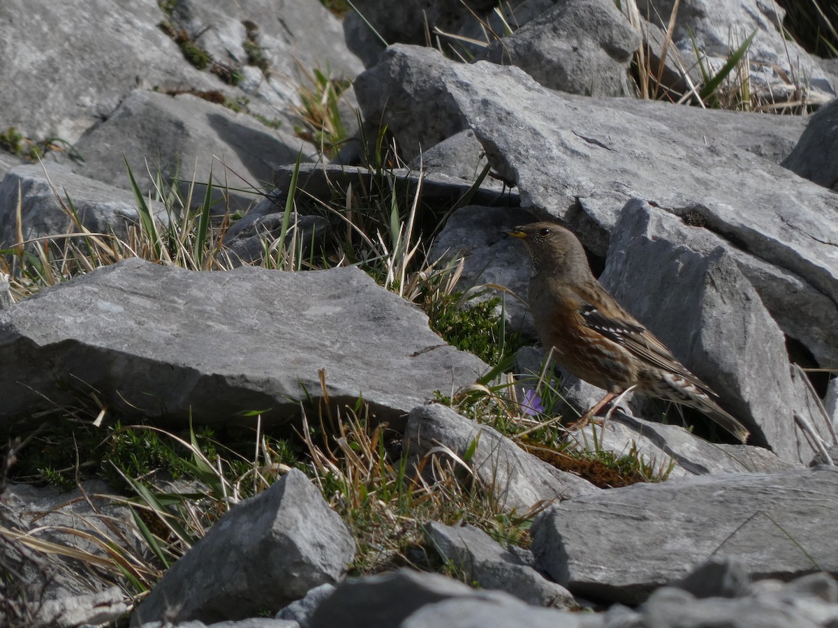 Alpine Accentor - ML439922951