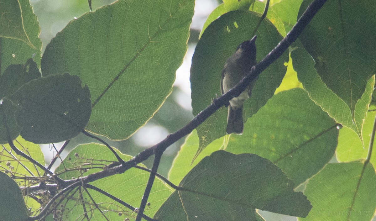 Calabarzon Babbler - ML43992301