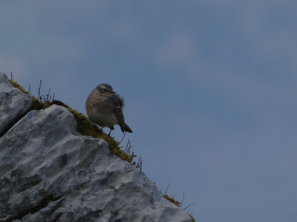 Water Pipit - ML439923051