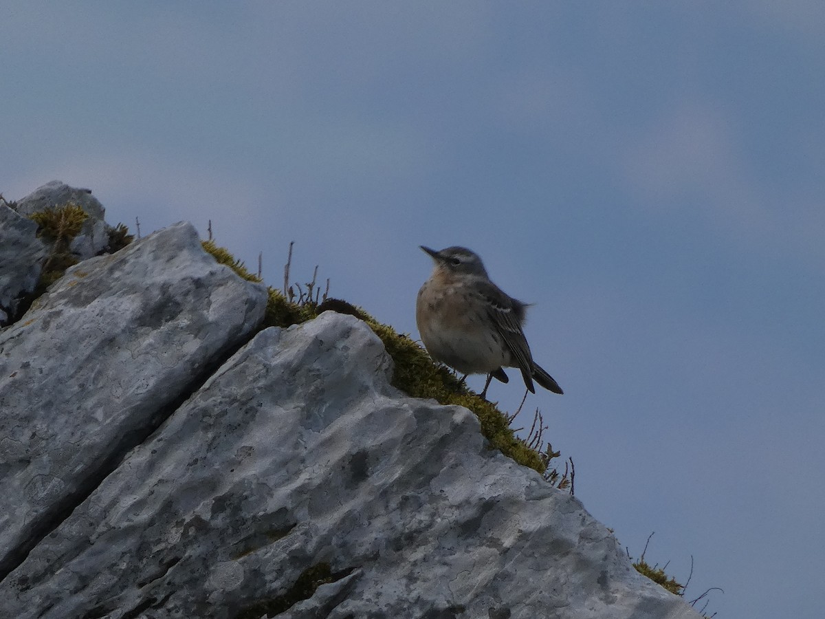 Water Pipit - ML439923061