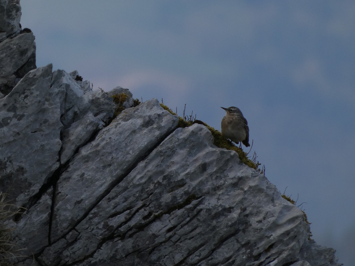 Water Pipit - Eneko Azkue