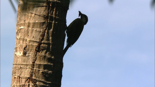 Cuban Green Woodpecker - ML439924