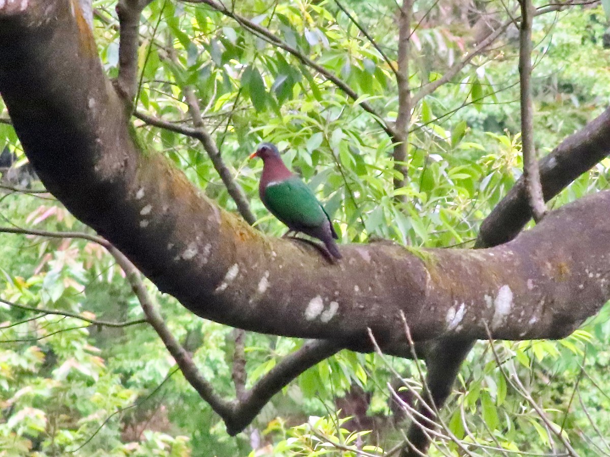 Asian Emerald Dove - ML439924421