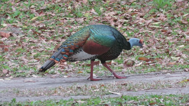 Ocellated Turkey - ML439924751