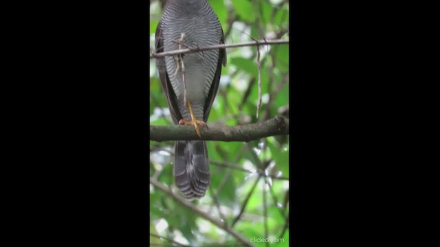 Barred Forest-Falcon - ML439925271