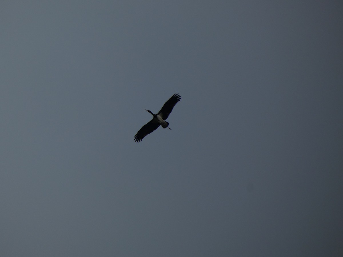 Black Stork - ML439925821