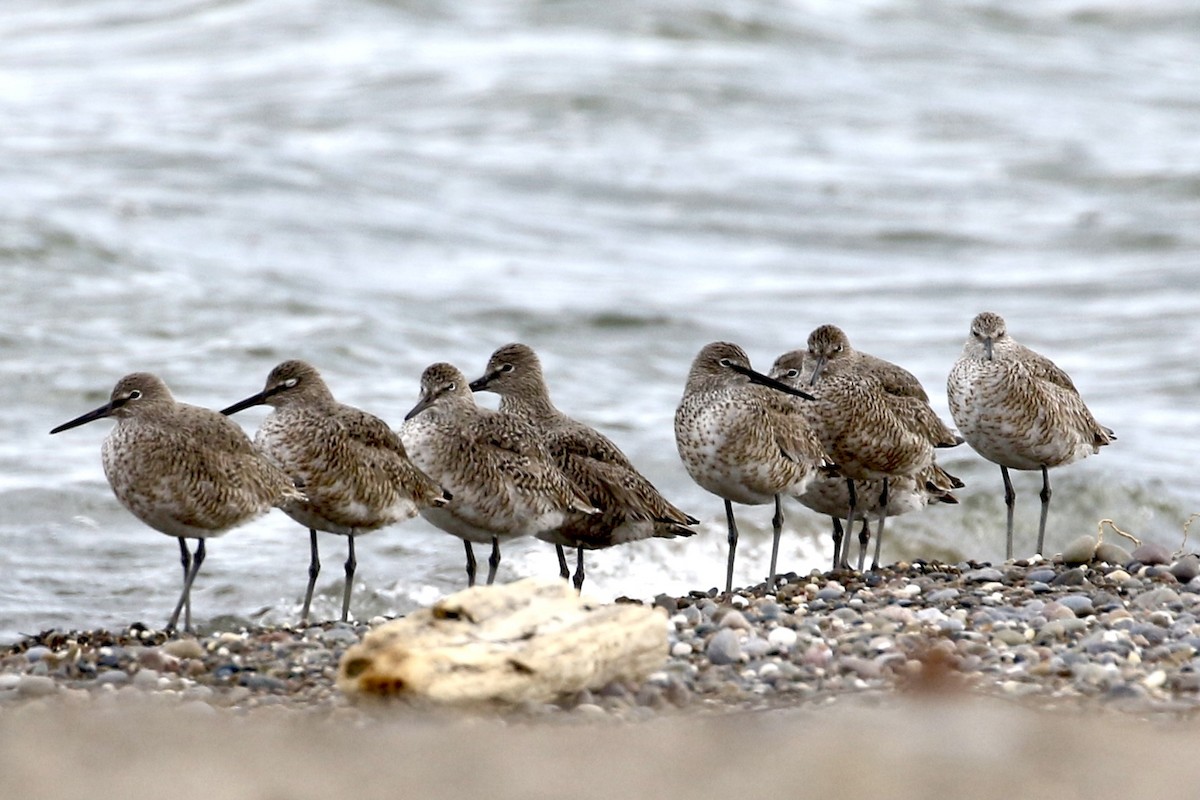 Willet - ML439925981