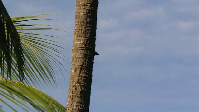 Cuban Green Woodpecker - ML439926