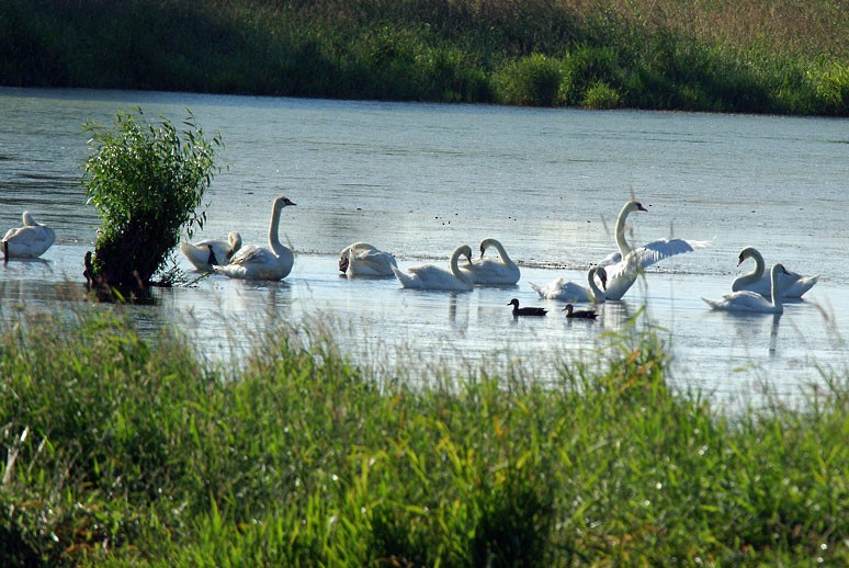 Cygne tuberculé - ML43992751