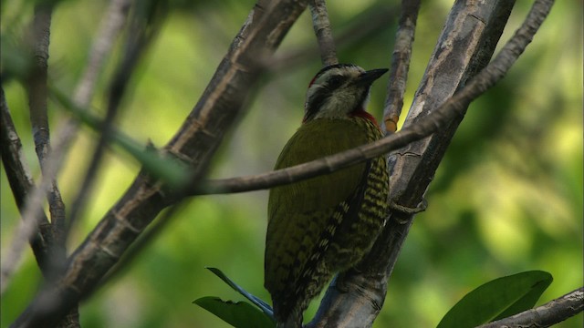 Cuban Green Woodpecker - ML439928