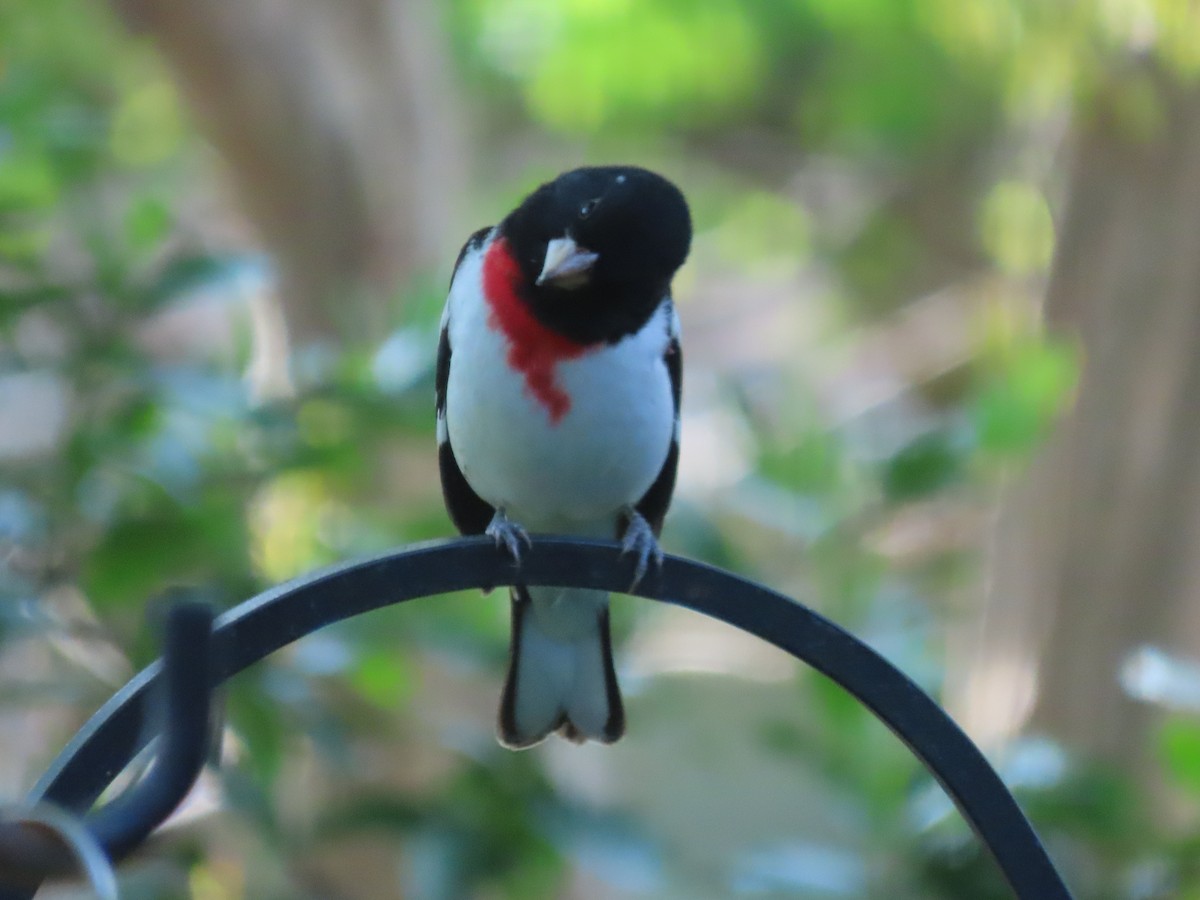 Rose-breasted Grosbeak - ML439929231