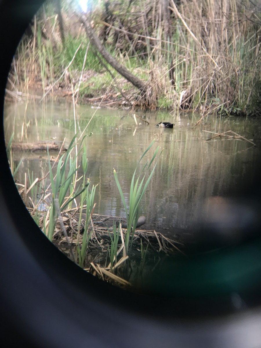 Wood Duck - ML439929301