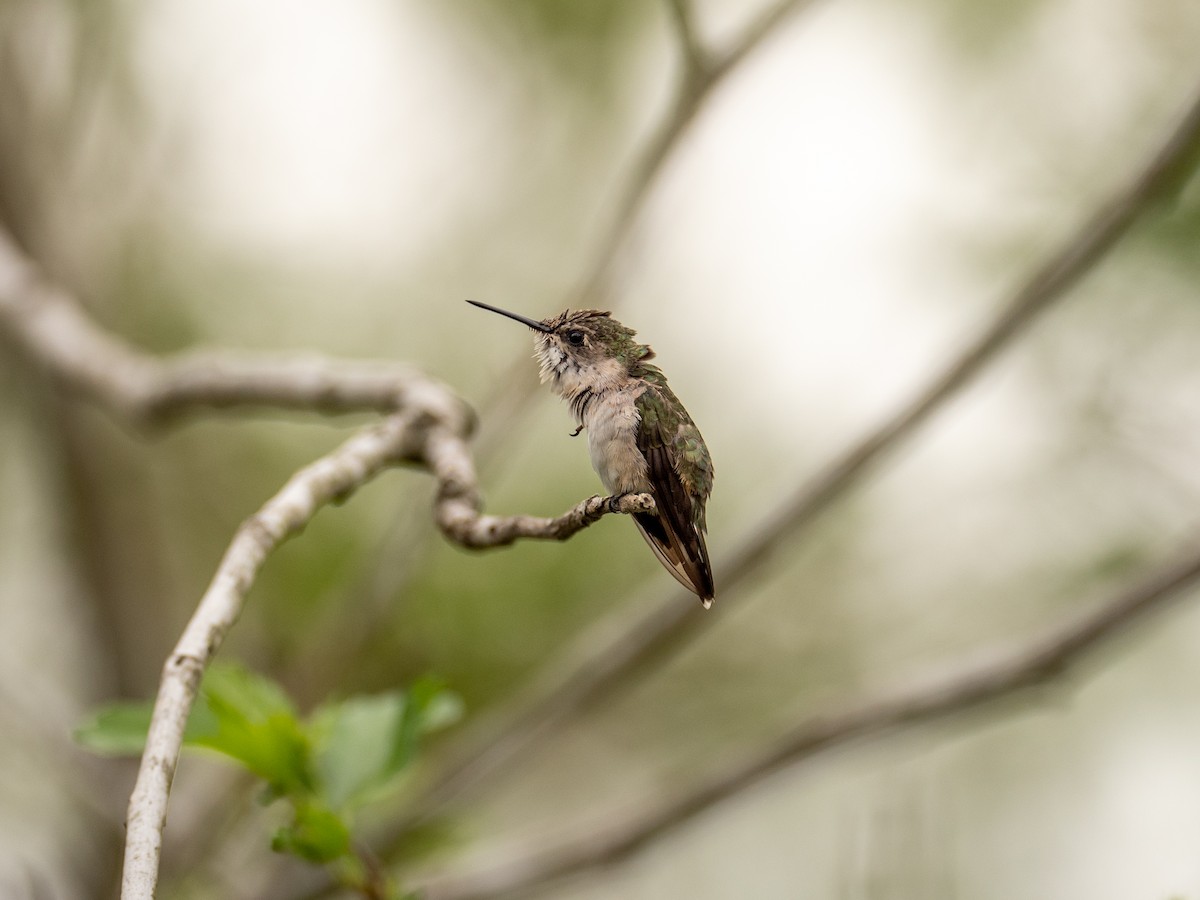 Buff-bellied Hummingbird - Samuel Hayden