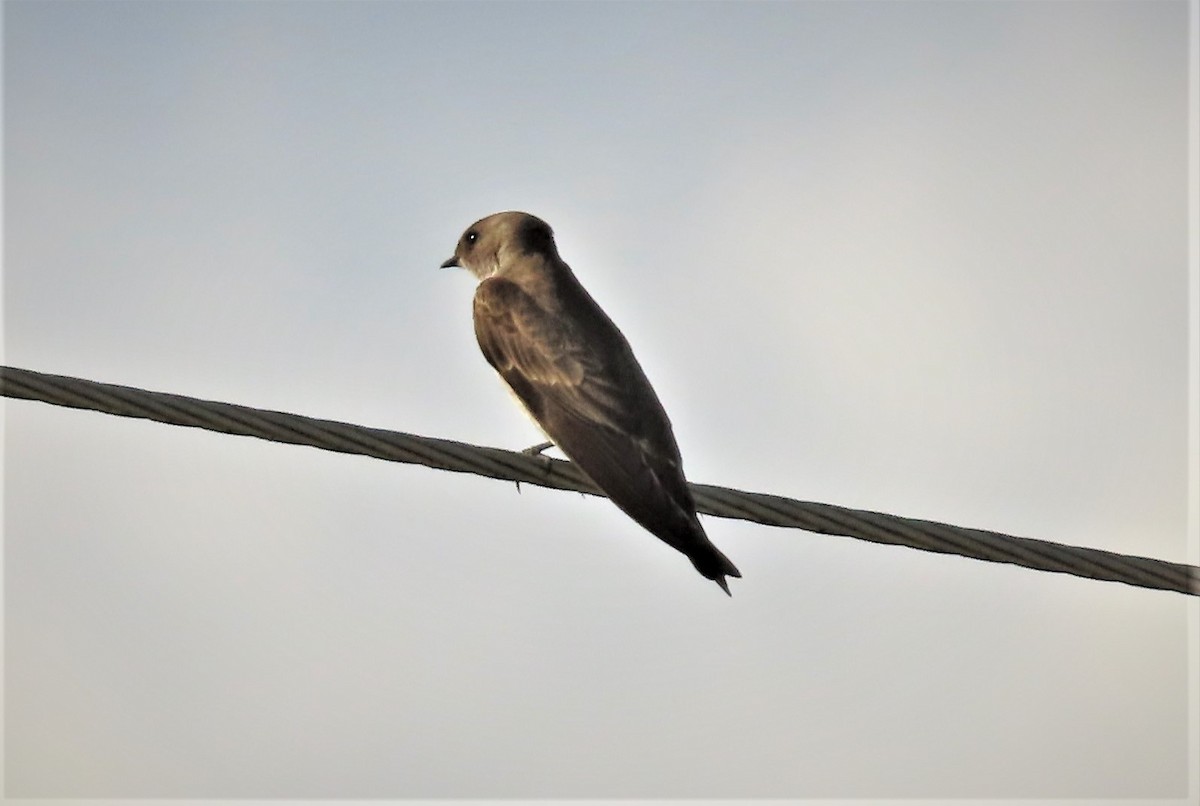 Northern Rough-winged Swallow - ML439929691
