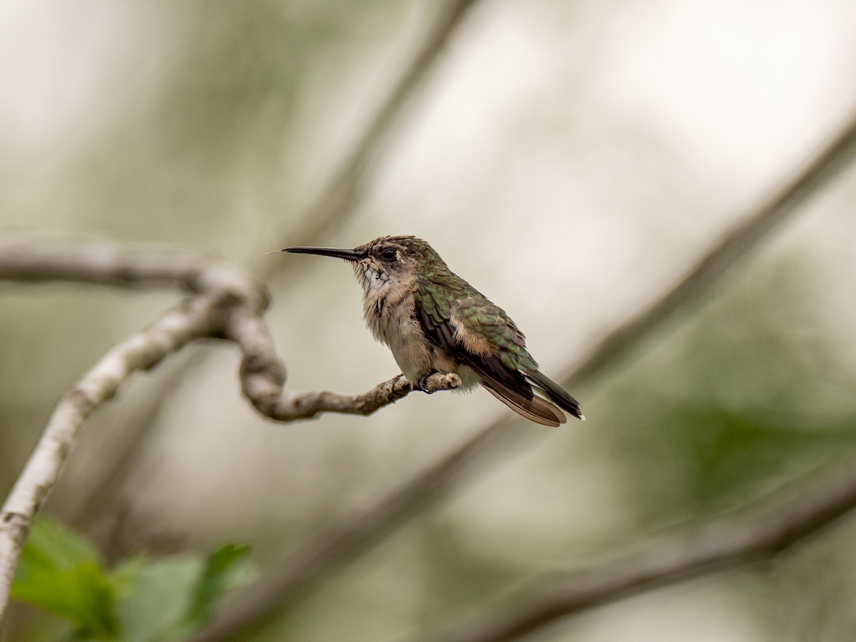 Buff-bellied Hummingbird - Samuel Hayden