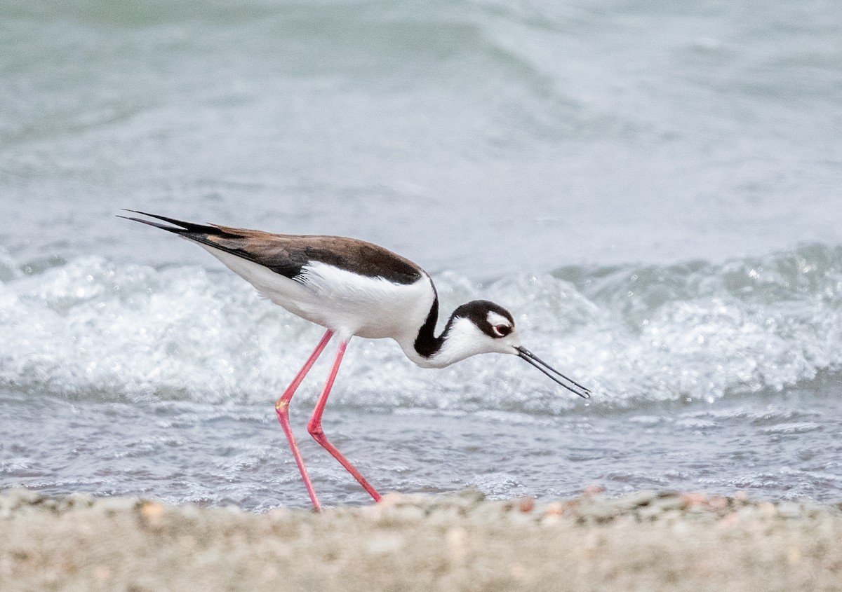 Black-necked Stilt - ML439929821