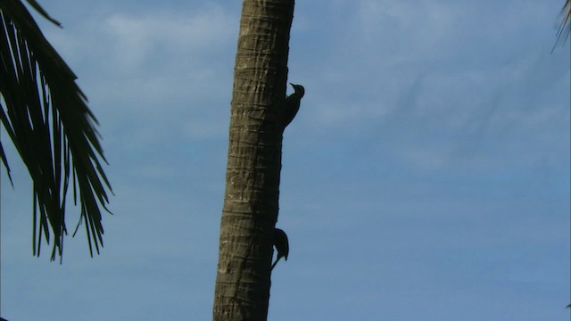 Cuban Green Woodpecker - ML439930