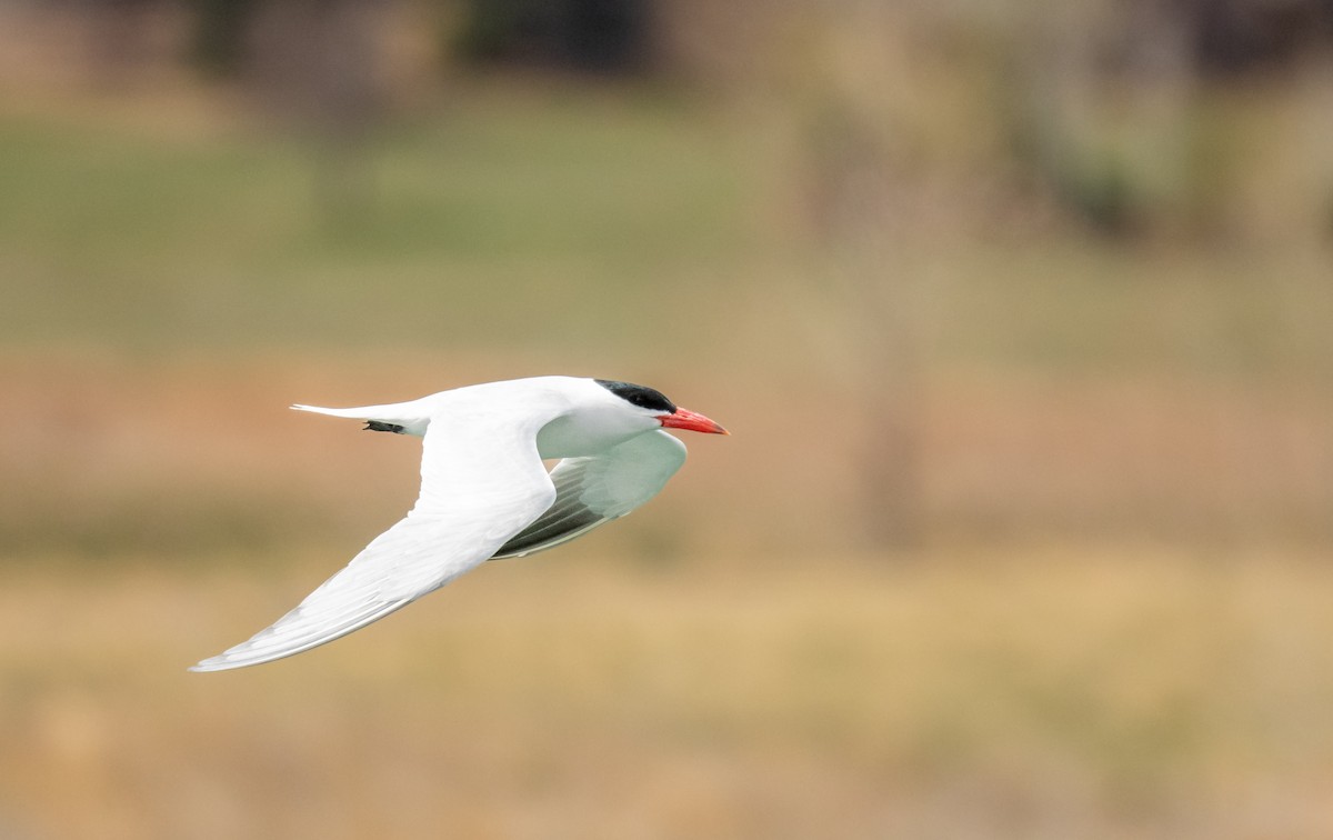 Caspian Tern - Mamta Muttreja