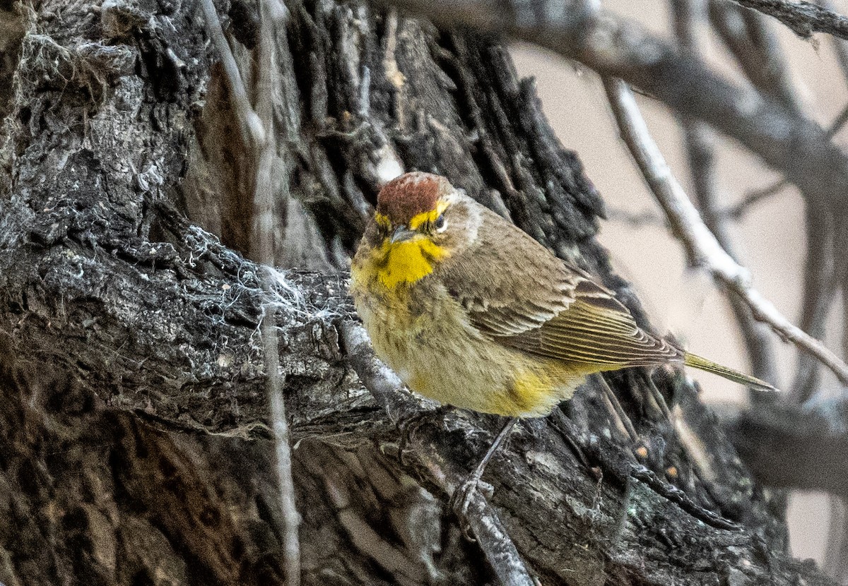 Palm Warbler - ML439931291