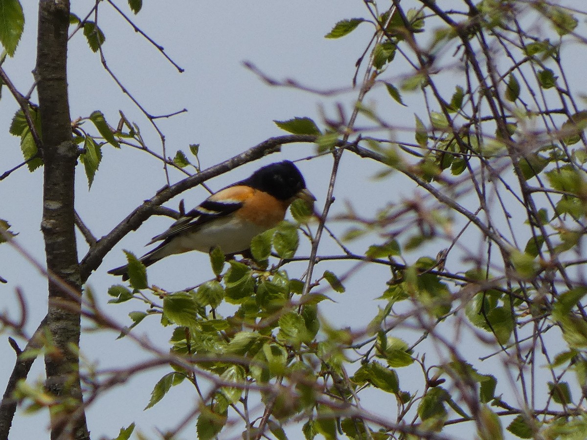 Brambling - ML439931731