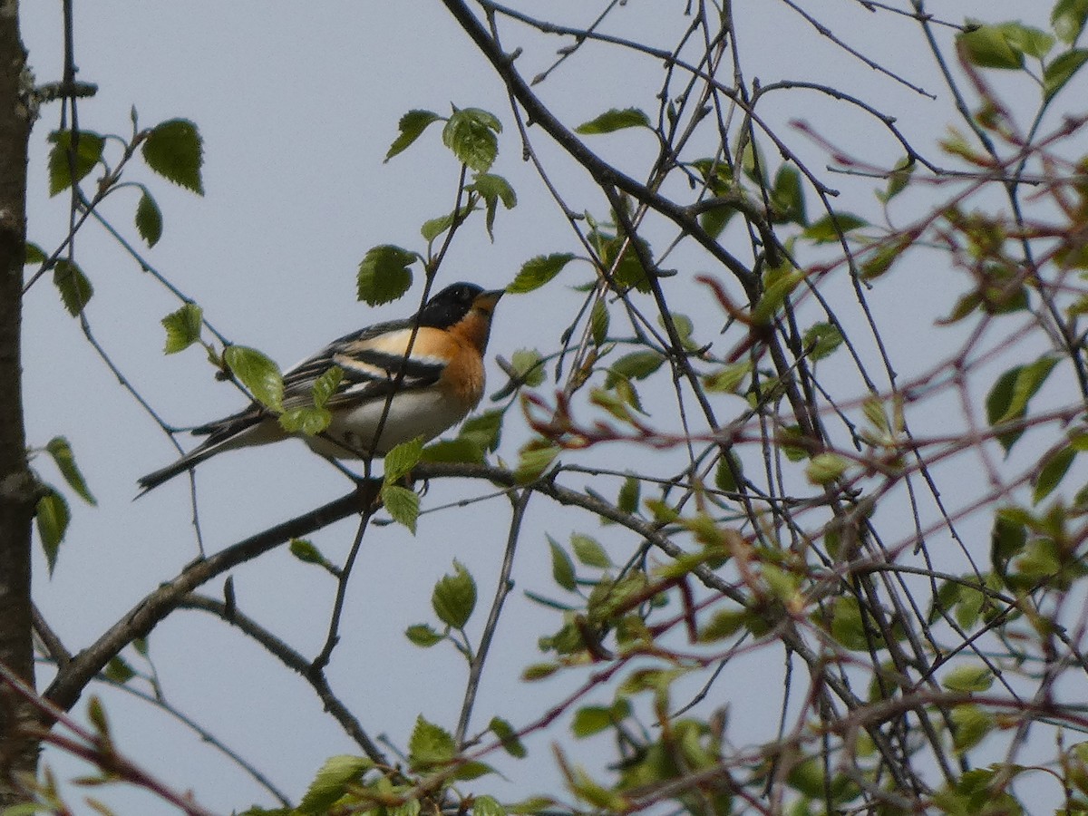 Brambling - ML439931861