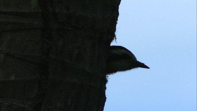 Cuban Green Woodpecker - ML439932