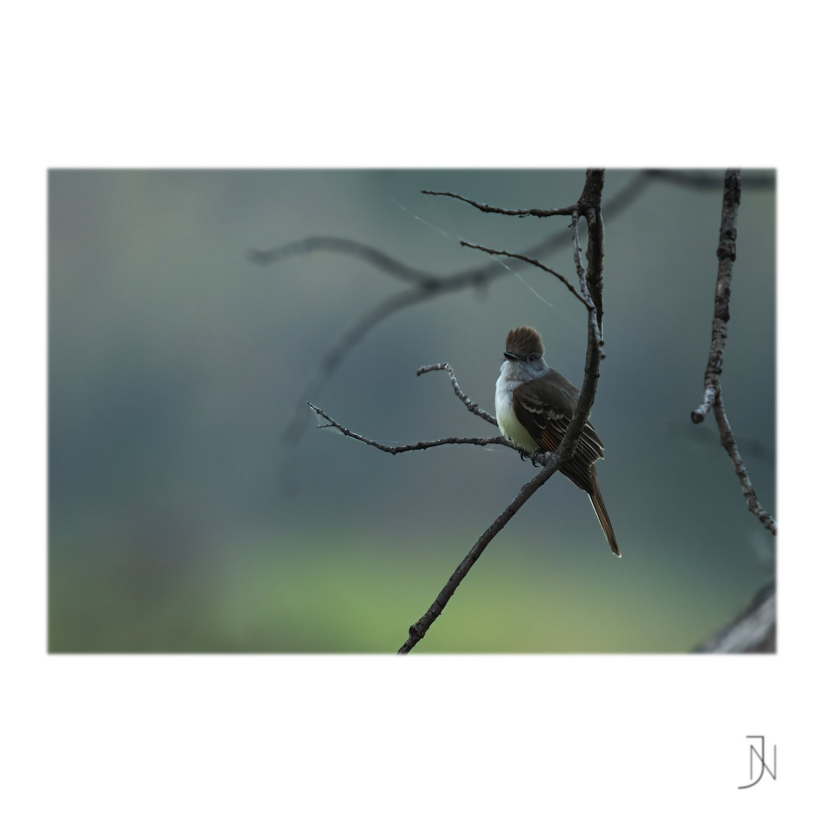 Ash-throated Flycatcher - ML439932411